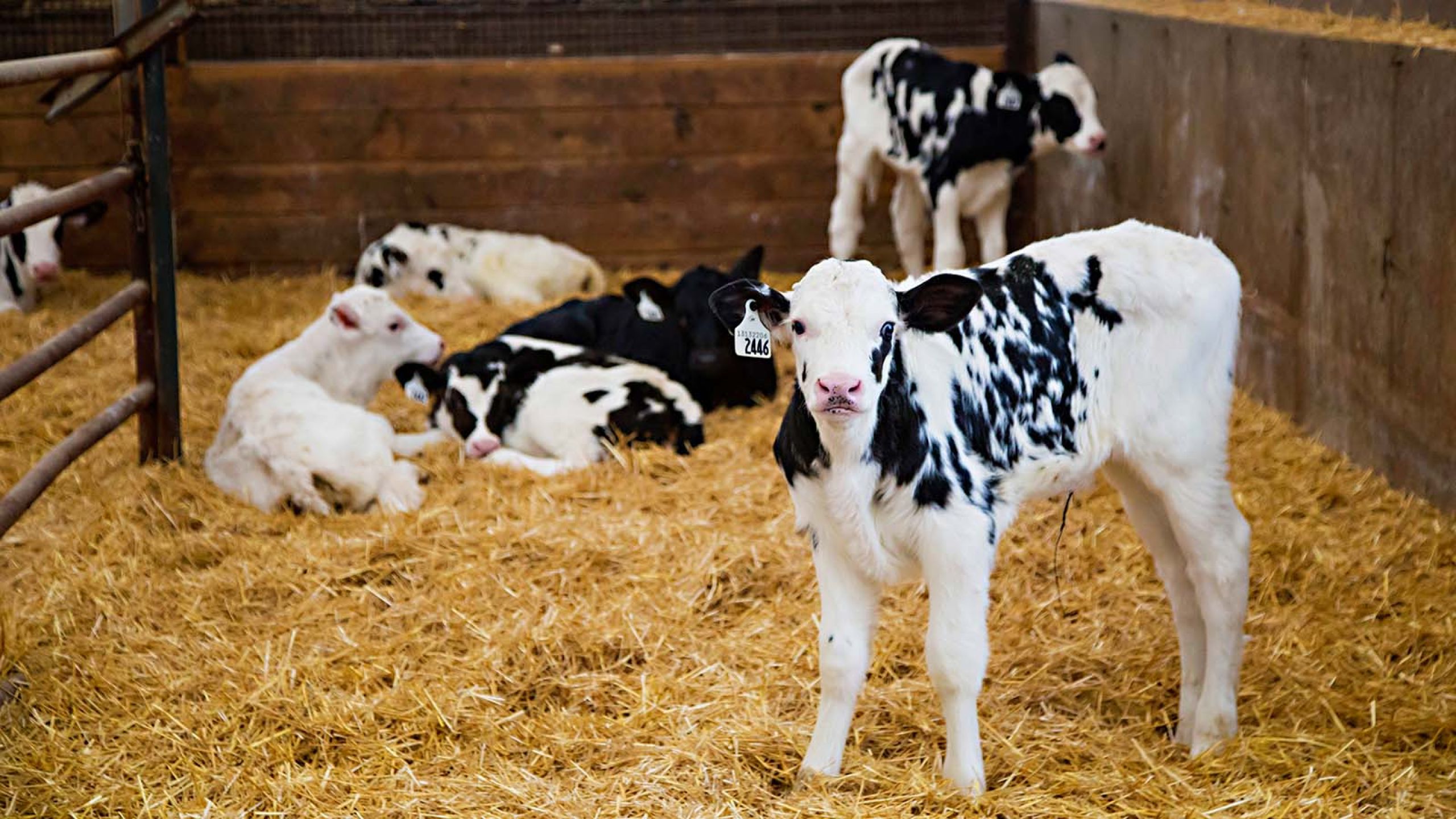 Baby Calves in barn TCO Agromart