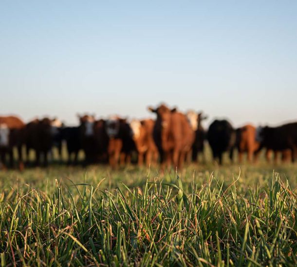 Image of beef cattle standing in a row with green grass in foreground and blue sky above