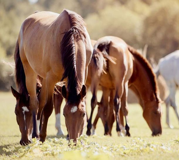 Horses grazing and eating grass in a group in a field.