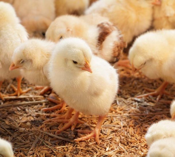 A baby chick and several others hanging out on straw