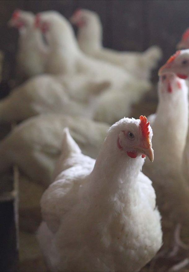 Broiler chickens eating feed