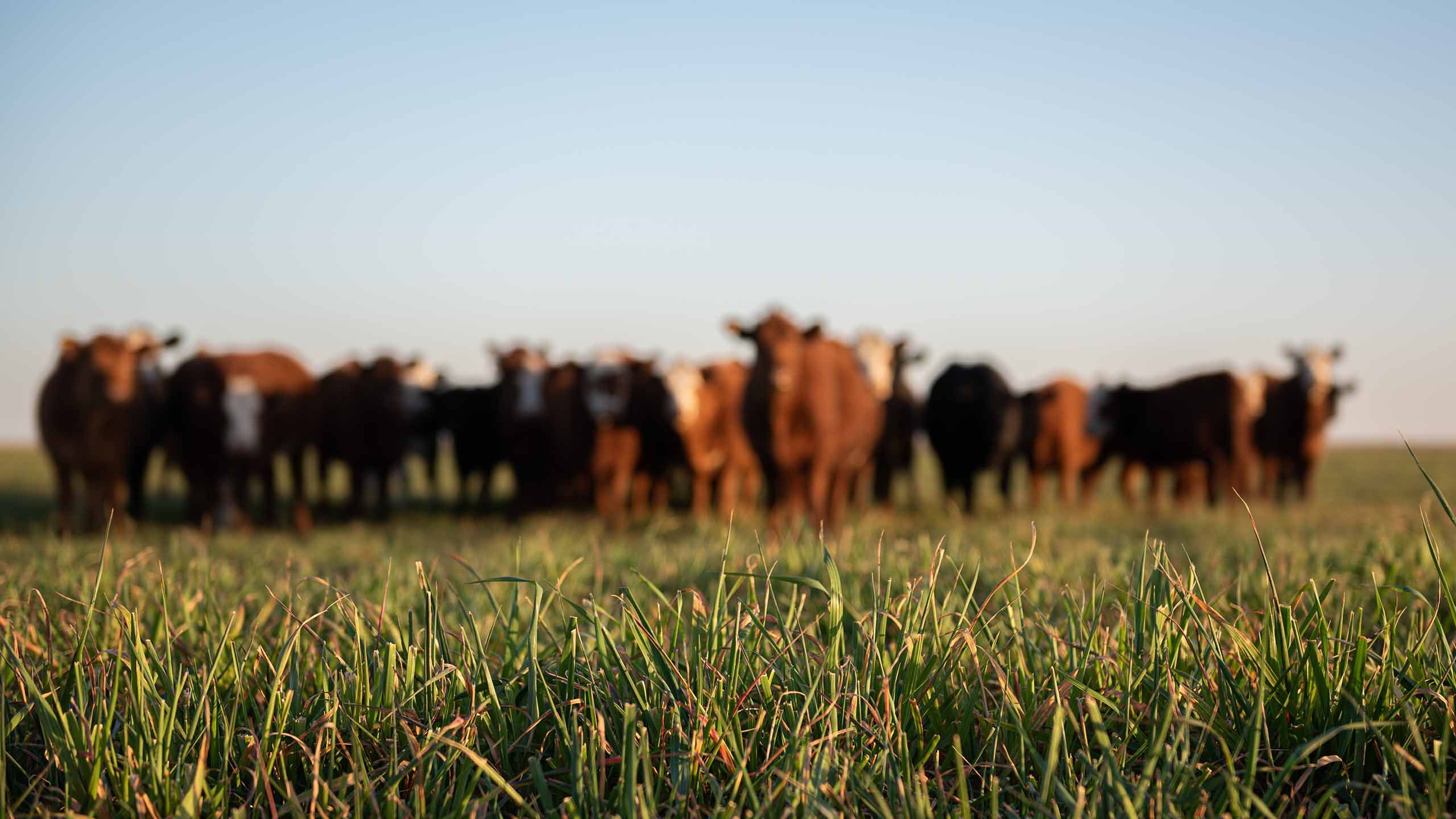 Image of beef cattle standing in a row with green grass in foreground and blue sky above