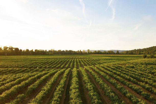 Rows of beans growing with skyline in the background of blue sky