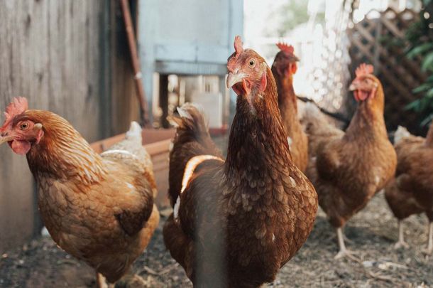 Attention Poultry Customers!