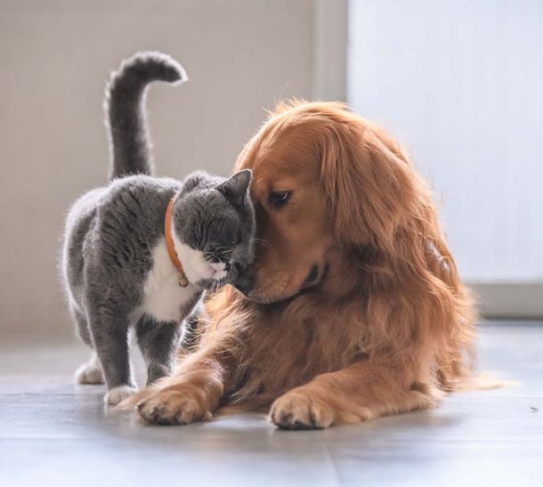 A dog and cat touching noses, snuggling