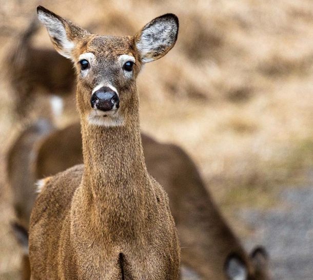 Image of deer staring at camera with other deer in the background.