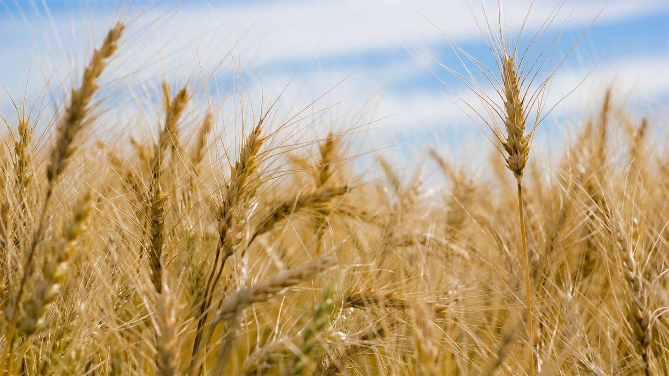 TCO-Agromart-Ltd-wheat-field