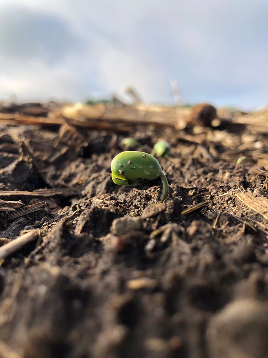 Seed opening around soil at farm