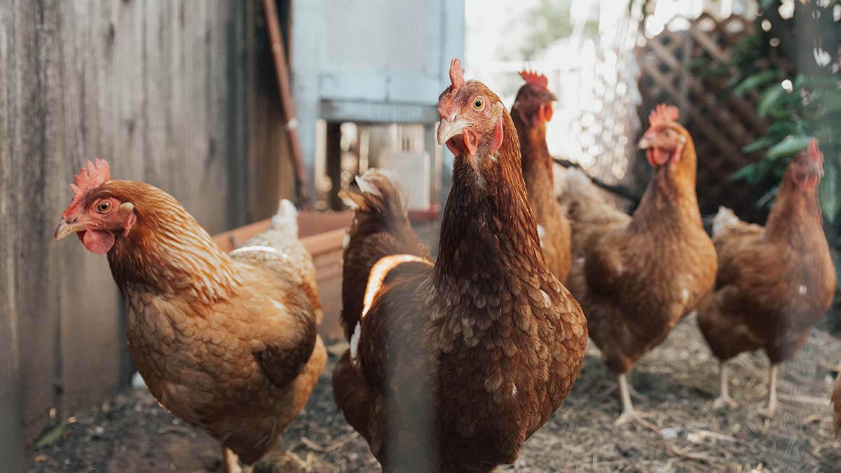 Attention Poultry Customers!