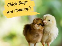 Chick-days-are-coming