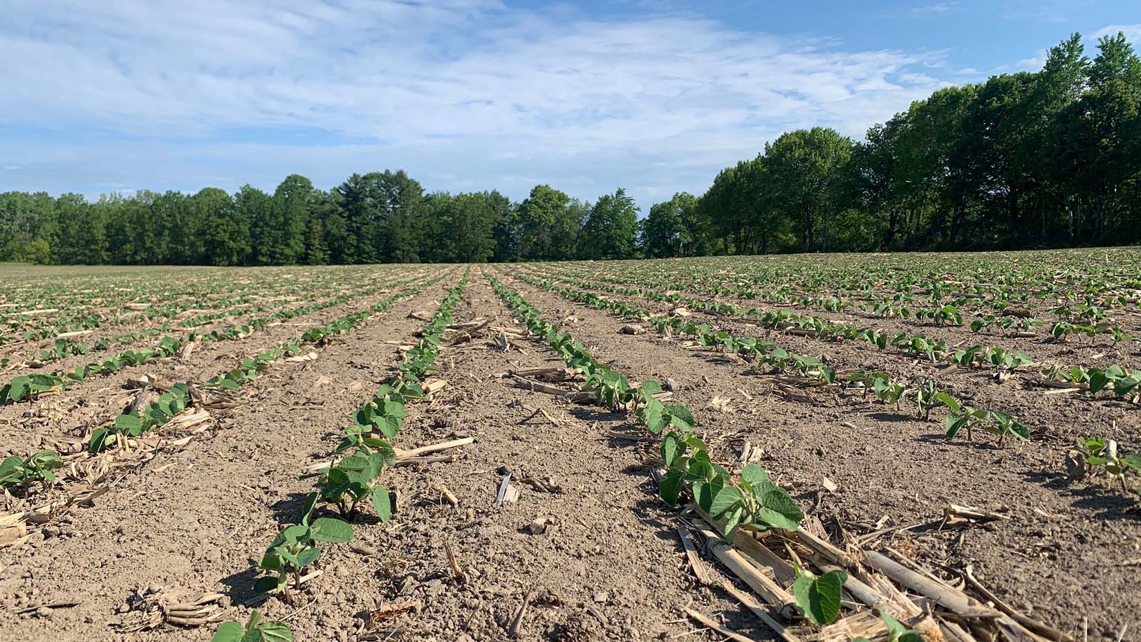 TCO Agromart corn patch