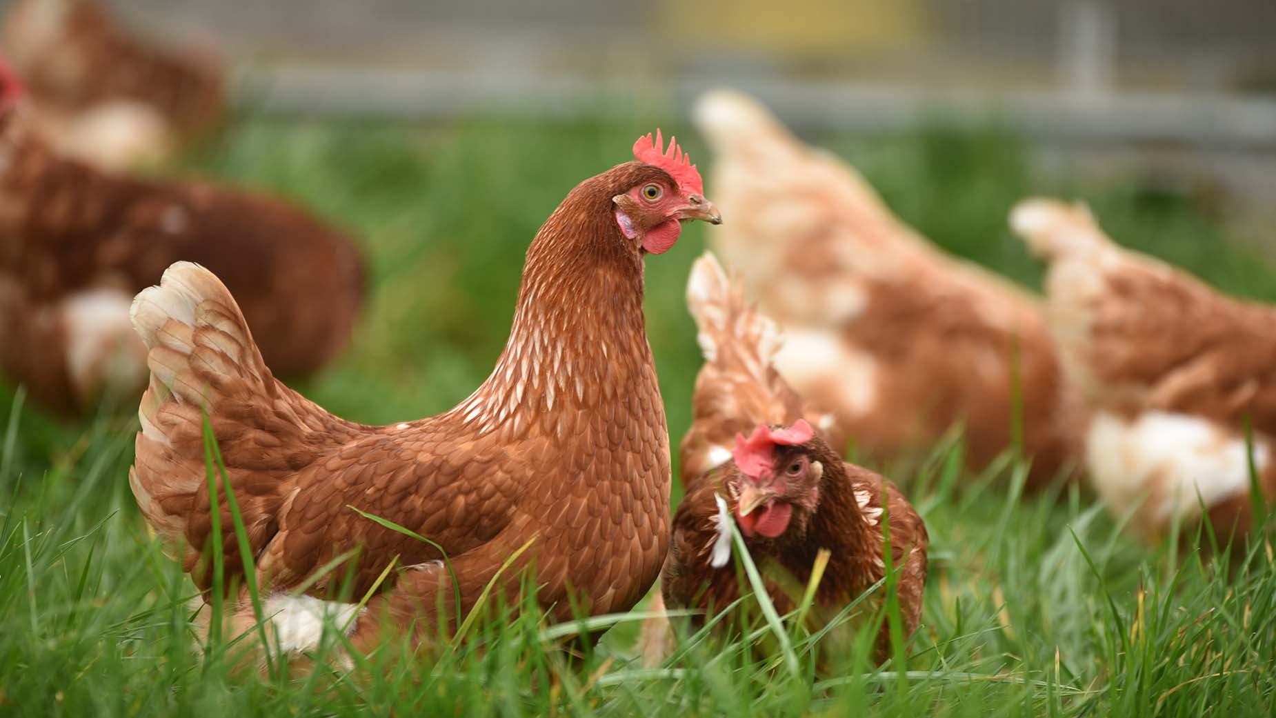 chickens at farm