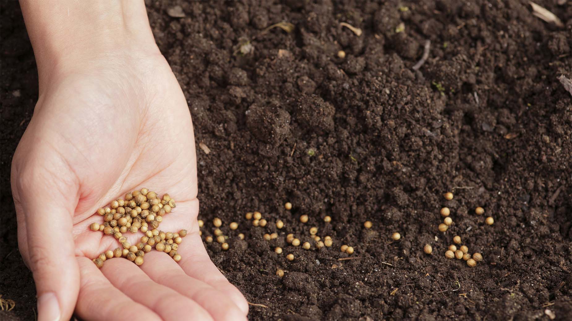 Hand pouring seeds