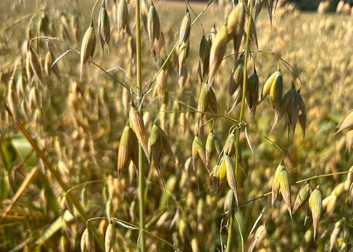Seed forages