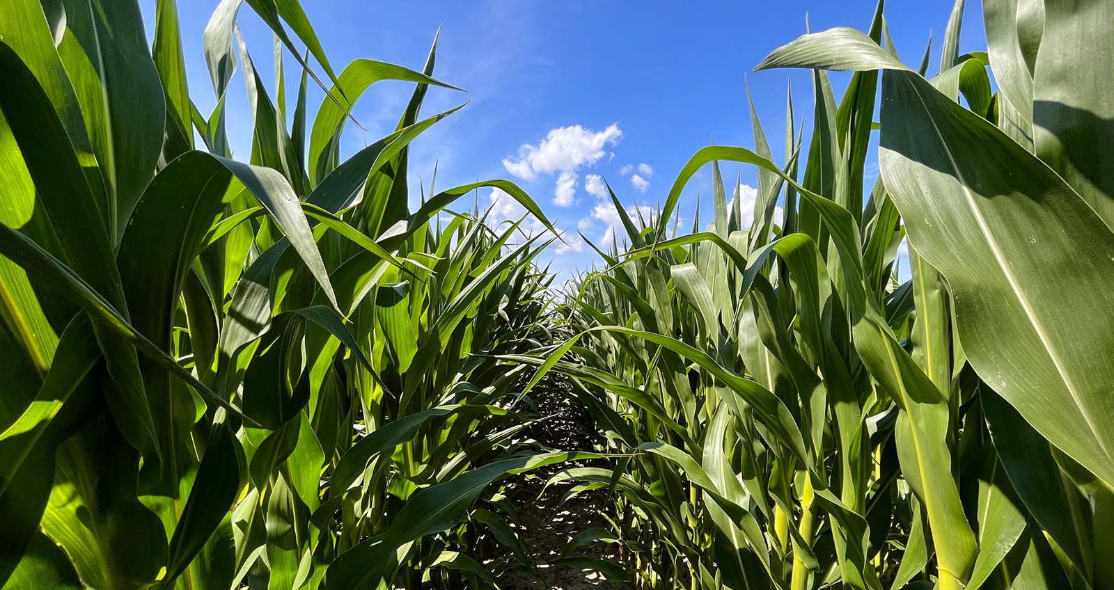 photo of green crop with blue sky and white clouds above
