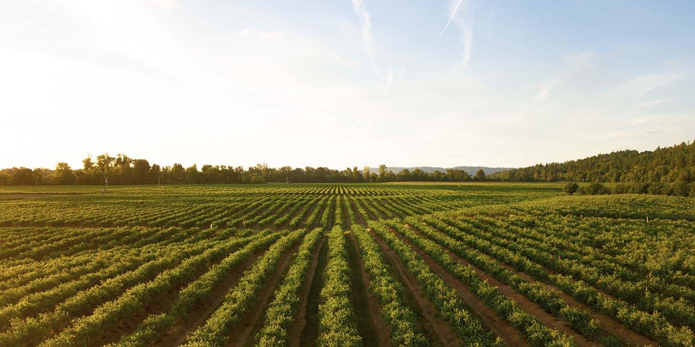 Rows of beans growing with skyline in the background of blue sky