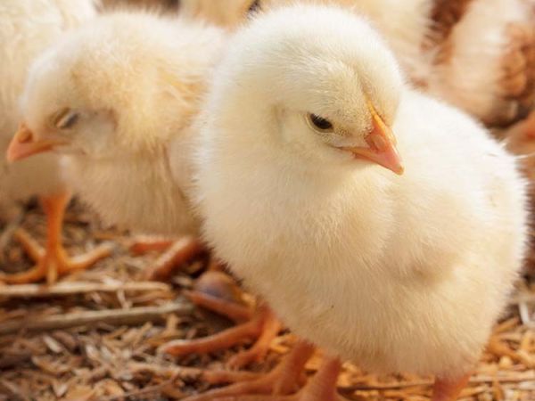 TCO Agromart chicks