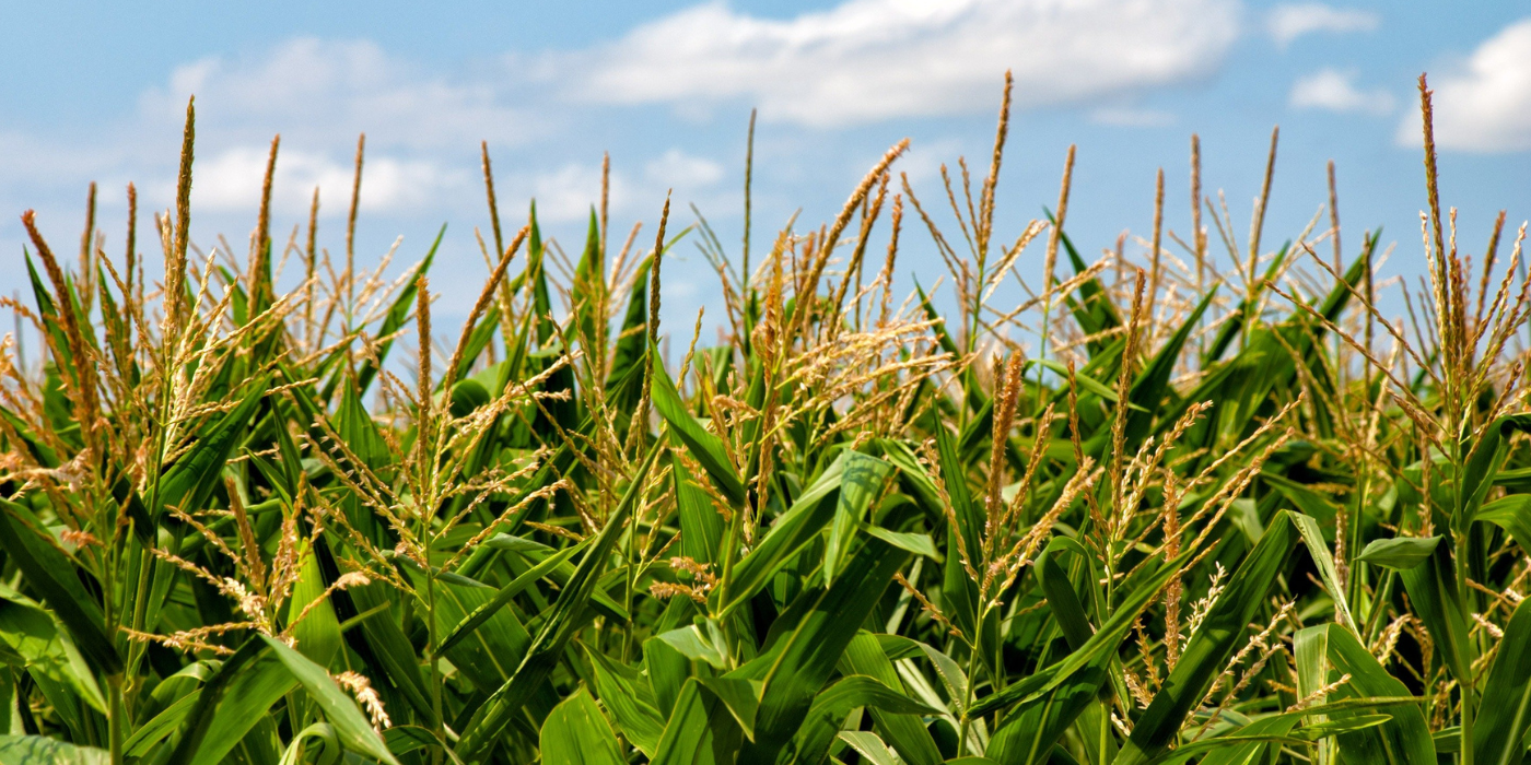 corn-field