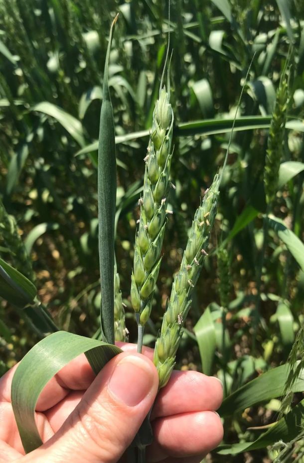 TCO Agromart Ltd. Grain photo