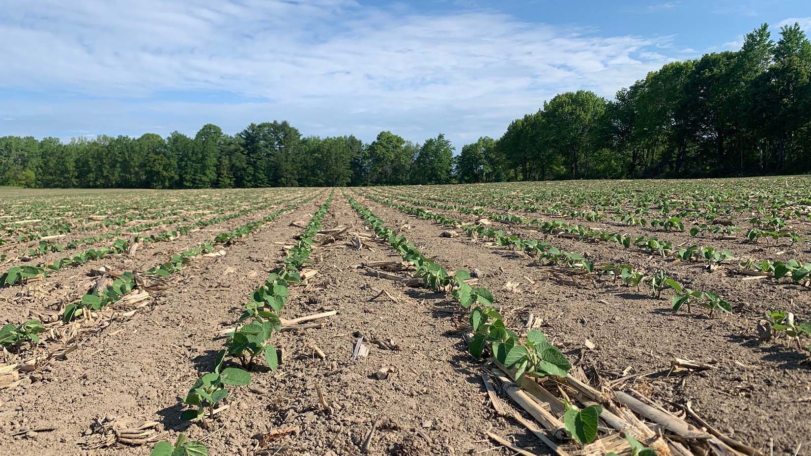 TCO Agromart corn patch