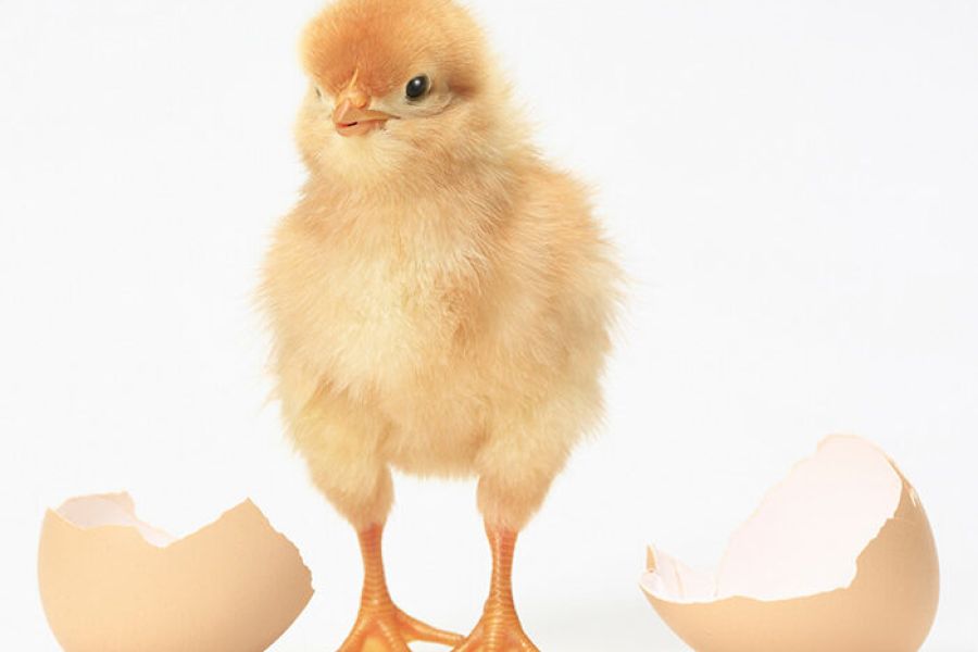 chick breaking out of egg