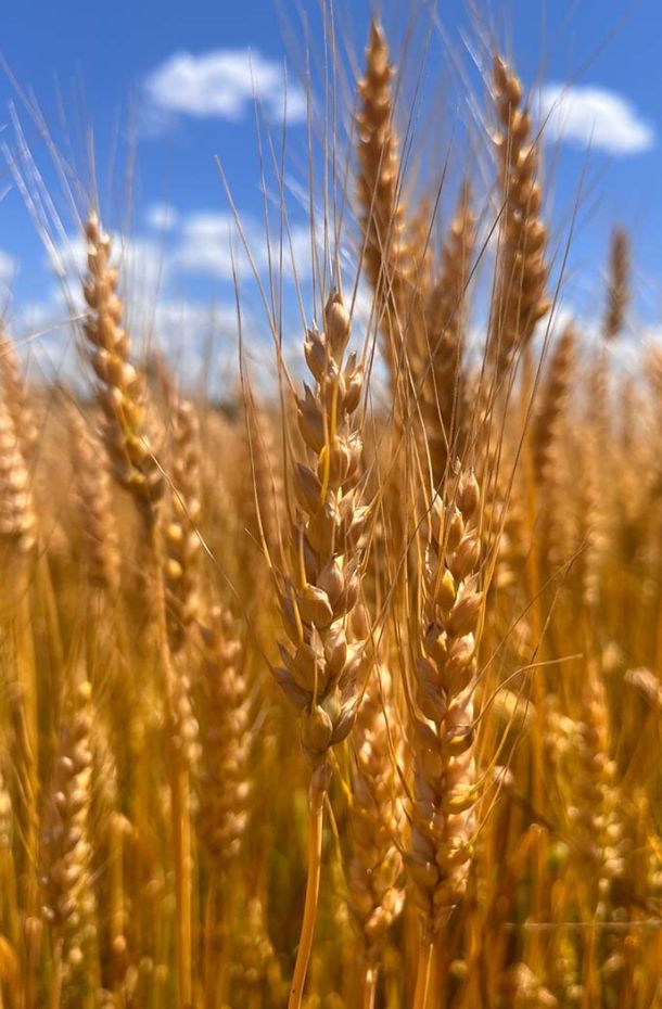 Wheat fields with blue sky in the background