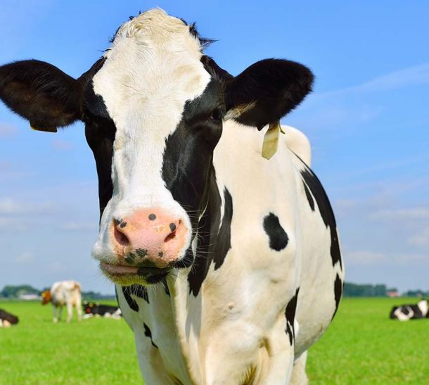 Holstein dairy cow standing in green field with blue sky and other dairy cows laying in the background.