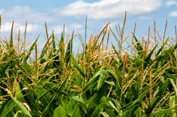 corn-field