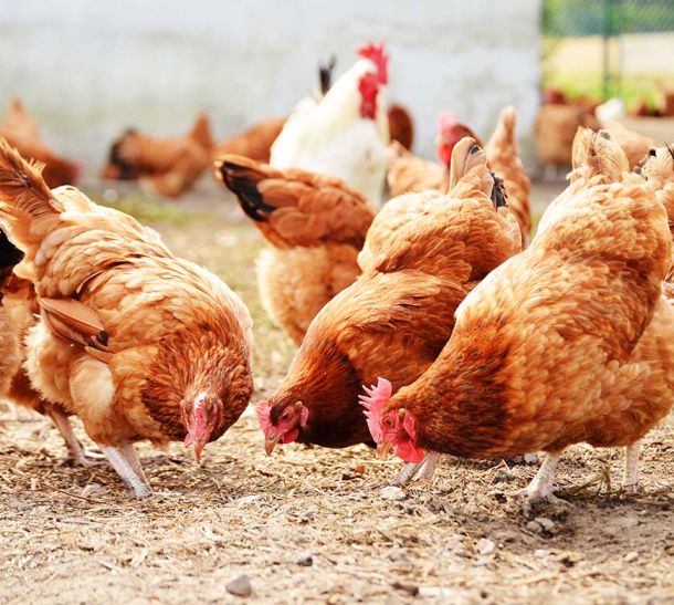 Image of small flock chickens pecking in the dirt