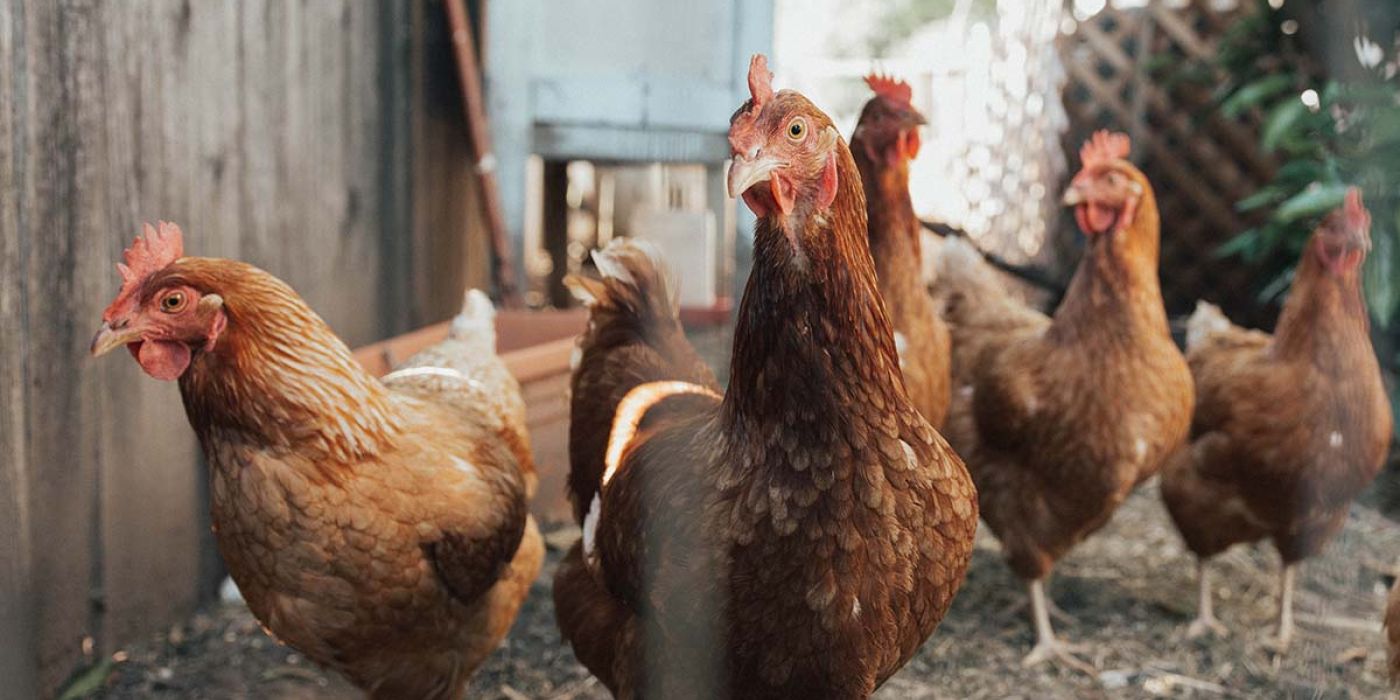 Attention Poultry Customers!