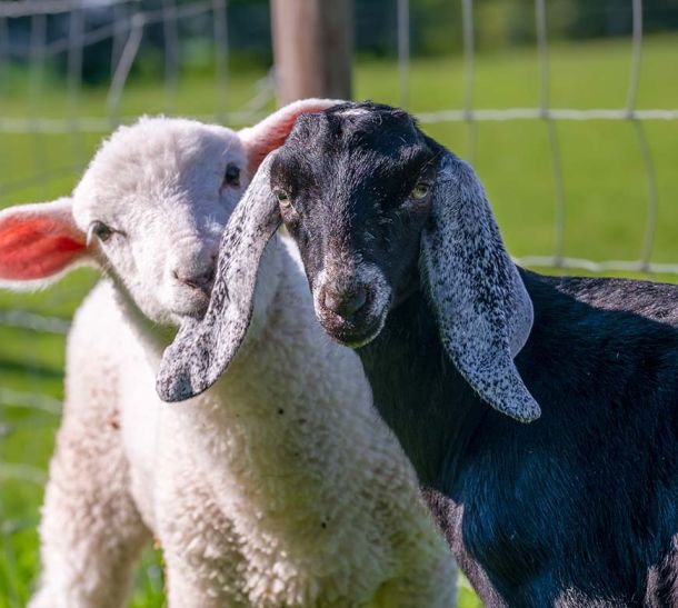 A goat and a sheep posing for the camera in their barnyard