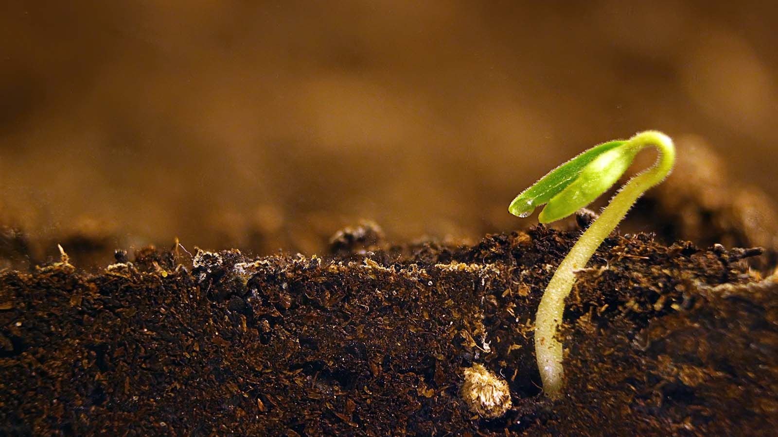 TCO Agromart growing plant in soil