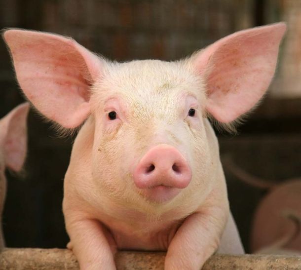 A pig with its front legs up on a concrete sill, staring into the camera