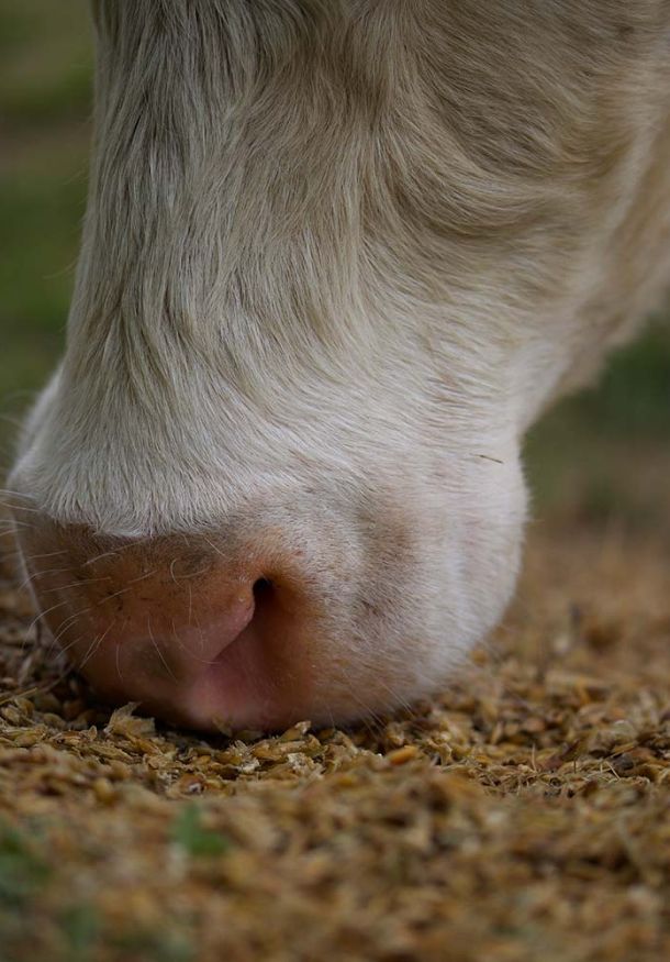 A beef cow eating feed