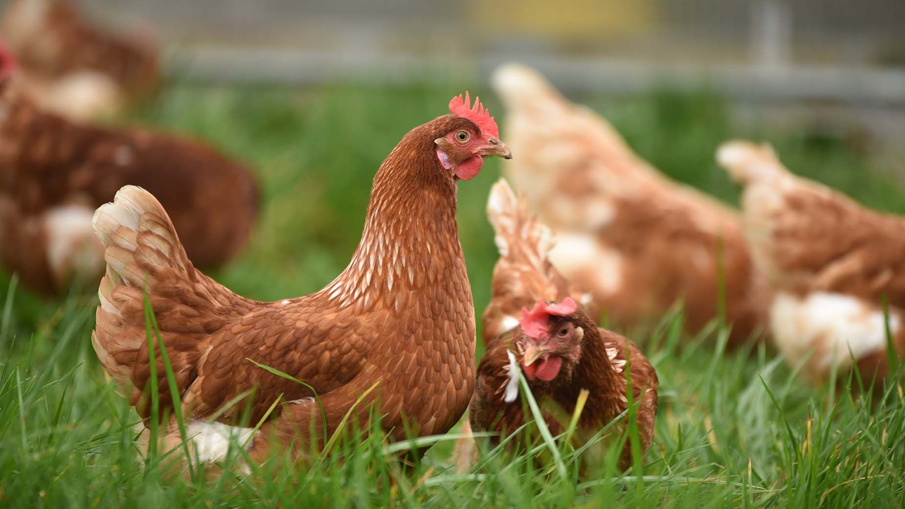 chickens at farm