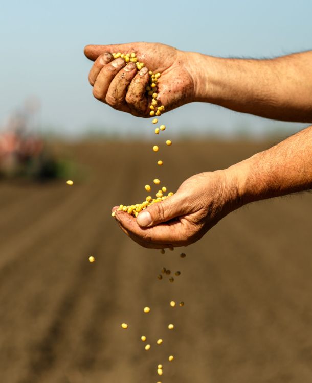 Close up of senior farmer with soybean seed in his hands.